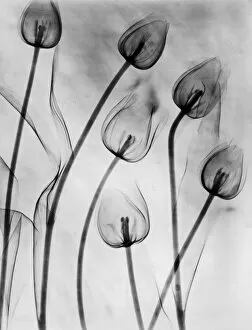 Flowers and Plants Inside Out Gallery: X-Ray Tulips On White
