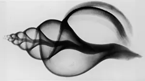 Hulton Archive Prints: X-Ray Whelk Shell