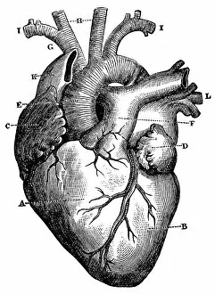 Images Dated 13th December 2011: XXXL Very Detailed Human Heart