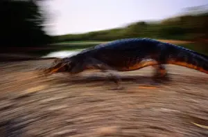 Stealth Prints: Yacare Caiman (Caiman Yacare), Pantanal, Brazil (Blurred Motion)