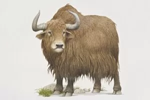 Yak (bos grunniens), front view