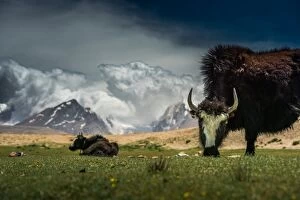 Yak feeding at Tibetan plateau