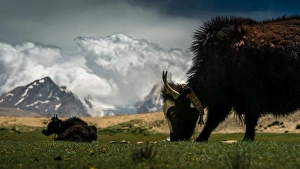 Images Dated 28th June 2012: Yak grazing grass