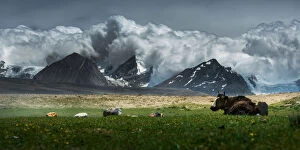 Yak lay on grass field w / Himalayas background