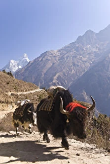 Images Dated 9th February 2011: Yak on rural hillside trail