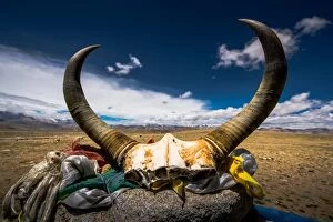 Images Dated 28th June 2012: Yak skull at La-lung la pass in Tibet