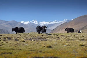 Images Dated 19th May 2014: Yak with Tibet Landscape Scene