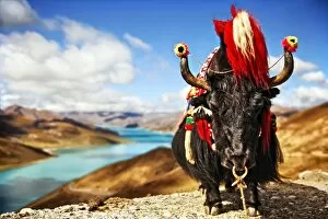 Images Dated 16th September 2011: Yak in traditional Tibetan Garments by Lake