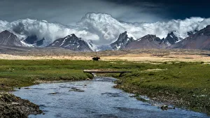 Images Dated 28th June 2012: Yak walk along Tibetan plateau
