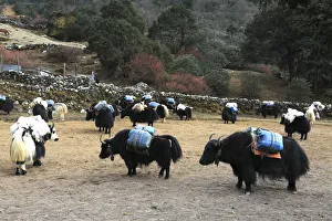 Khumbu Gallery: Yaks in the Imja Khola river valley, Dingboche