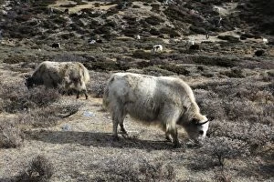 Images Dated 16th November 2014: Yaks on the Pheriche Pass