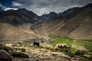 Yaks walking over Tibetan valley