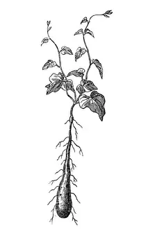 Yam (Dioscorea)