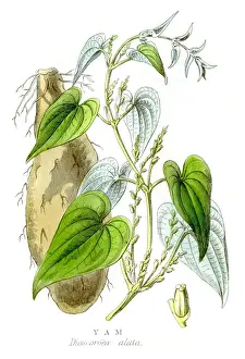 Root Vegetable Prints: Yam engraving 1857