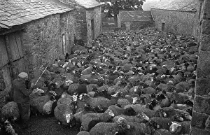 Yard Full Of Sheep