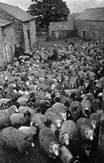 Farm Animal Prints: Yard Full Of Sheep