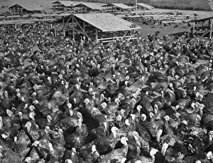 Yard of Turkeys Raised for Thanksgiving