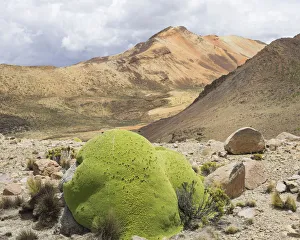 Images Dated 27th October 2012: Yareta or Llareta cushion plant -Azorella compacta-, Putre, Arica and Parinacota Region, Chile