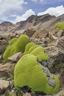 Images Dated 27th October 2012: Yareta or Llareta cushion plant -Azorella compacta-, Putre, Arica and Parinacota Region, Chile