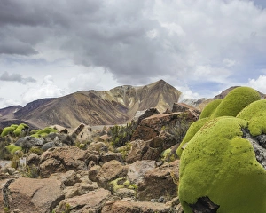 Images Dated 27th October 2012: Yareta or Llareta cushion plant -Azorella compacta-, Putre, Arica and Parinacota Region, Chile