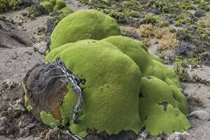 Images Dated 27th October 2012: Yareta or Llareta cushion plant -Azorella compacta- growing on the slopes of the Taapaca volcano