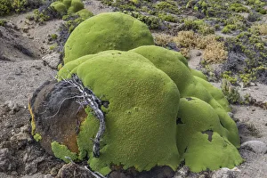 Images Dated 27th October 2012: Yareta or Llareta cushion plant -Azorella compacta- growing on the slopes of the Taapaca volcano