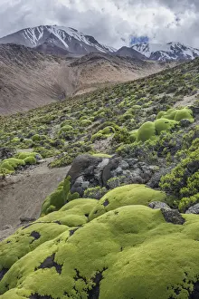 Endemic Prints: Yareta or Llareta cushion plant -Azorella compacta- growing on the slopes of the Taapaca volcano