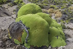 Endemic Prints: Yareta or Llareta cushion plant -Azorella compacta- growing on the slopes of the Taapaca volcano