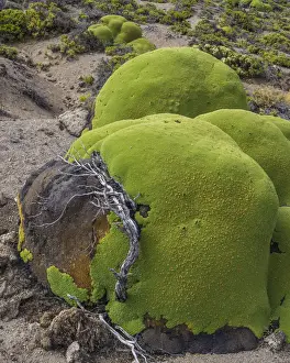 Endemic Prints: Yareta or Llareta cushion plant -Azorella compacta- growing on the slopes of the Taapaca volcano
