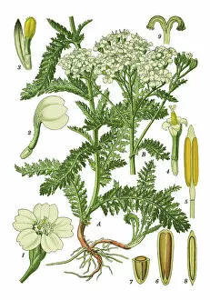 Medicinal and Herbal Plant Illustrations Collection: yarrow