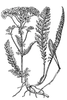 Plant Stem Prints: Yarrow plant, milfoil