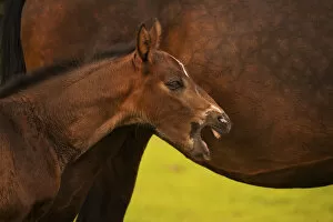Images Dated 21st May 2014: Yawning brown foal, Westphalian, 3 weeks, with mare, Munsterland, North Rhine-Westphalia, Germany