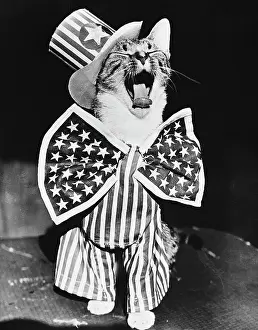 Yawning Prints: Yawning Cat in Uncle Sam Costume