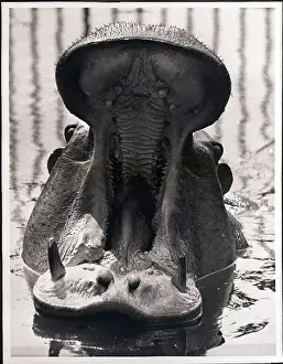 Hippopotamus Prints: Yawning Hippopotamus