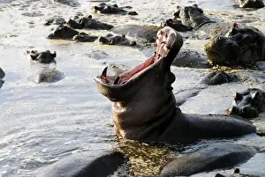 Hippopotamus Prints: Yawning hippopotamus -Hippopotamus amphibius- in the Hippo Pool of Retina