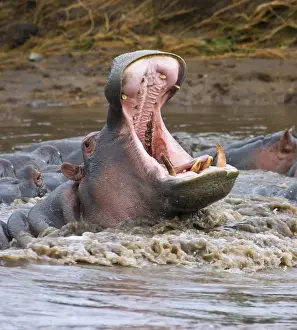 Hippopotamus Prints: Yawning hippopotamus (Hippopotamus amphibius) at Serengeti National Park, Tanzania