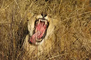 Lions Prints: Yawning Lioness (Panthera leo) showing its teeth, Madikwe Game Reserve, South Africa