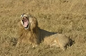 Yawning male Lion -Panthera leo-, with a mane, Ngorongoro, Serengeti, Tanzania