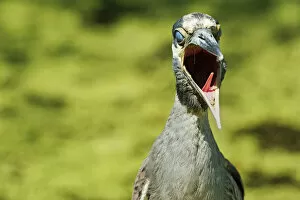Images Dated 27th July 2015: Yawning yellow-crowned night heron