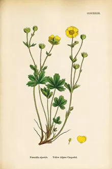 Images Dated 20th September 2017: Yellow Alpine Cinquefoil, Potentilla alpestris, Victorian Botanical Illustration, 1863