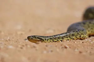 Yellow Anaconda (Eunectes notaeus)