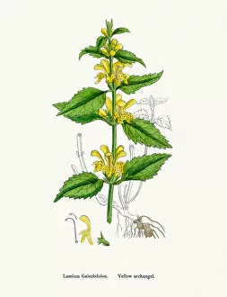 English Botany, or Coloured figures of British Plants Collection: Yellow Archangel flower