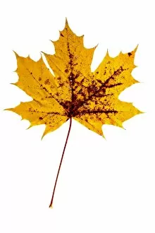 Images Dated 31st October 2011: Yellow, autumn-coloured maple leaf -Acer- with brown spots