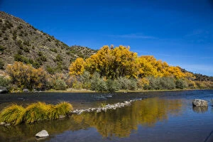 Images Dated 23rd October 2017: Yellow autumn Cottonwood tree and reflection in Rio Grand Gorge, Taos, New Mexico, USA