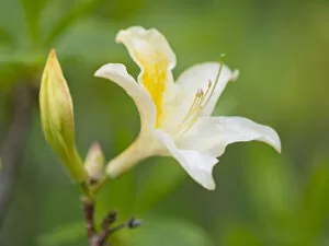 Thuringia Collection: Yellow Azalea or Honeysuckle Azalea -Azalea pontica syn Rhododendron luteum-, flowering