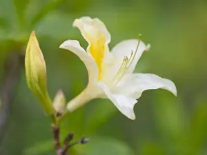 Stamen Prints: Yellow Azalea or Honeysuckle Azalea -Azalea pontica syn Rhododendron luteum
