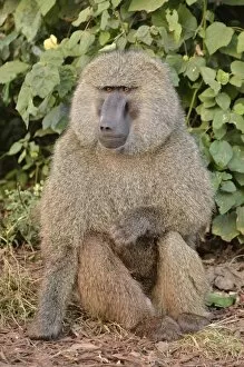 Images Dated 9th August 2013: Yellow Baboon -Papio cynocephalus-, Ngorongoro Conservation Area, Tanzania