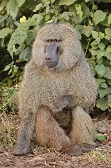 Haplorhine Collection: Yellow Baboon -Papio cynocephalus-, Ngorongoro Conservation Area, Tanzania
