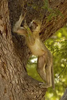 Yellow Baboon, South Luangwa National Park, Zambia