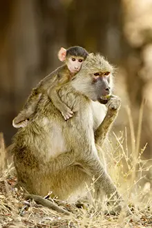 Comfort Prints: Yellow Baboon, South Luangwa NP, Zambia